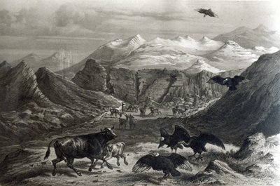 Kondorit hyökkäsivät vasikan kimppuun, F. Lehnertin kaivertama Historia de Chile, 1834 kuva) tekijältä Claudio Gay