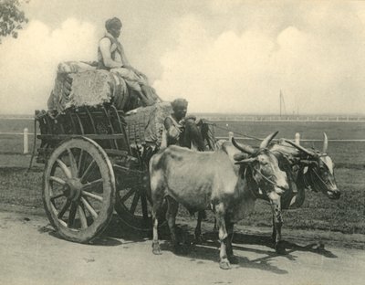 "Bullock Cart". tekijältä Clifton and Co