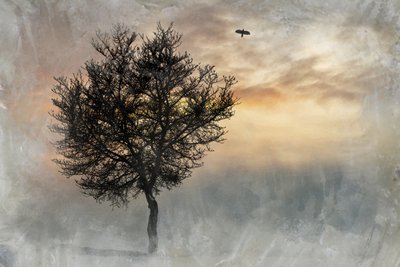 Dramaattinen Lone Tree tekijältä Codruta Georgescu