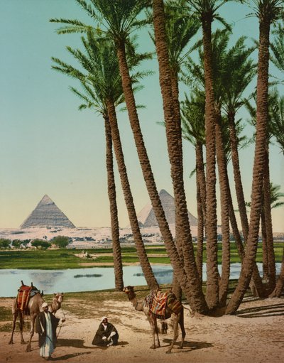 Palmut, beduiinit ja pyramidit, Kairo, Egypti tekijältä Company Photoglob