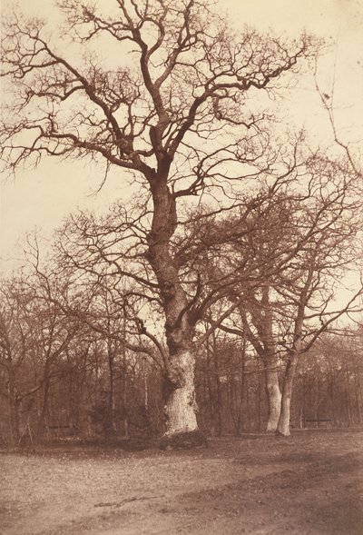 Puiden tutkimus, Bois de Boulogne tekijältä Comte Olympe Aguado