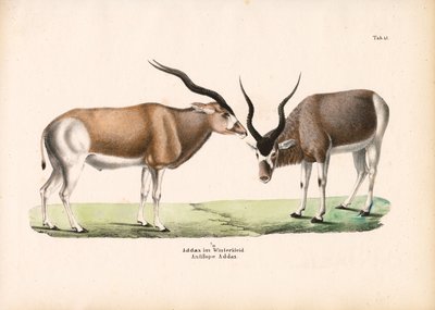 Addax-antilooppi talvitakissa tekijältä Conrad Kull