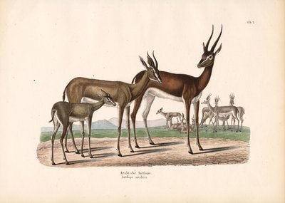 Arabian oryx puoliaavikolla tekijältä Conrad Kull