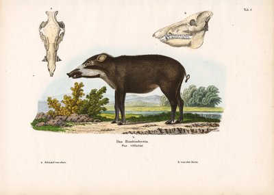 Anatomisia yksityiskohtia sisältävä nauhoitettu sika tekijältä Conrad Kull