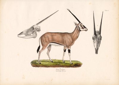 Beisa Oryx ja kallonäkymät tekijältä Conrad Kull