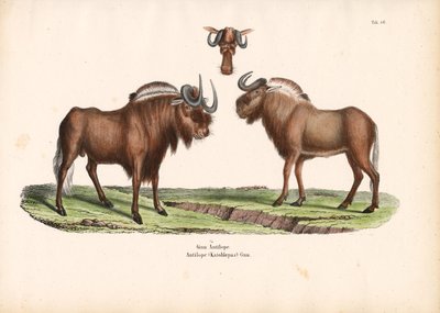 Musta gnuu ja pää yksityiskohtaisesti tekijältä Conrad Kull