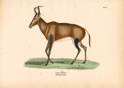 Caama-antilooppi tekijältä Conrad Kull
