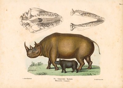 Camperin sarvikuono, jossa on vasikan ja kallon kuvaukset tekijältä Conrad Kull