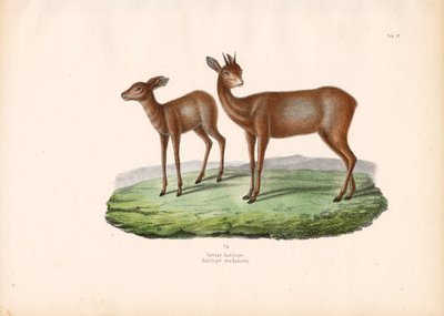 Cape Grysbok tekijältä Conrad Kull