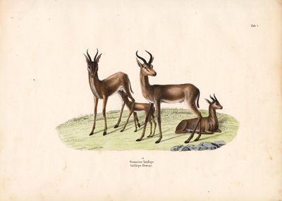 Gazelle perheen ryhmässä tekijältä Conrad Kull