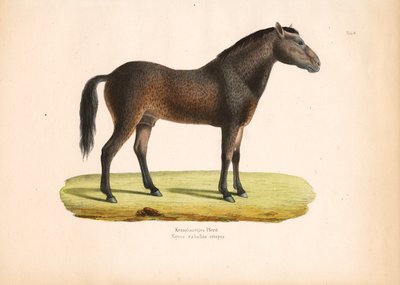 Kiharakarvainen hevonen tekijältä Conrad Kull