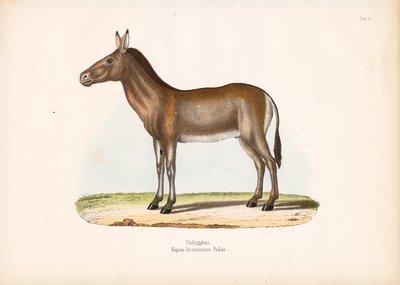 Dziggetai eli Mongolian villiaasi tekijältä Conrad Kull