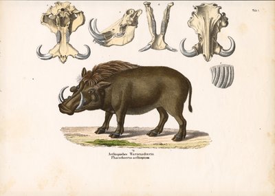 Etiopian warthog kallon anatomia kanssa tekijältä Conrad Kull