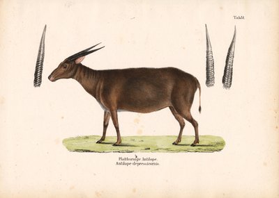 Litteäsarvinen antilooppi tekijältä Conrad Kull