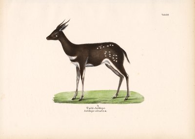 Metsä Antilooppi tekijältä Conrad Kull