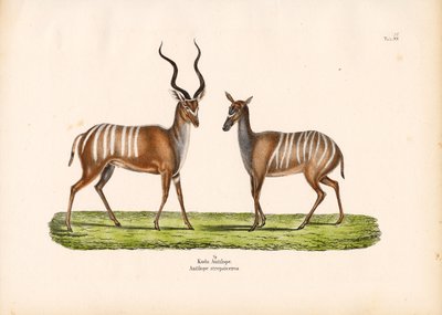 Kudu uros- ja naarasmuodossa tekijältä Conrad Kull