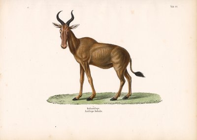 Hartebeest tekijältä Conrad Kull