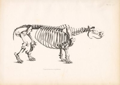 Hippopotamus luuston anatomia tekijältä Conrad Kull