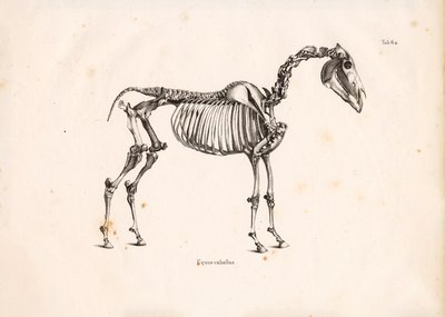 Hevosen luuranko tekijältä Conrad Kull