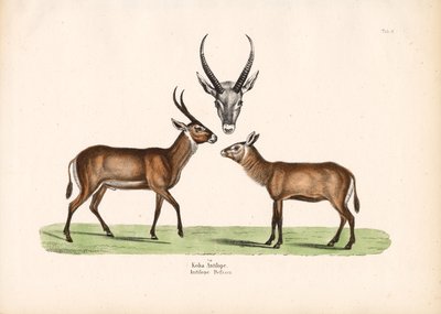 Koba Antilooppi tekijältä Conrad Kull