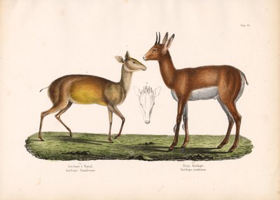 Natal-antilooppi ja vuoristoantilooppi tekijältä Conrad Kull