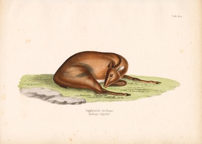 Ogilbyn sukeltaja lepoasennossa tekijältä Conrad Kull