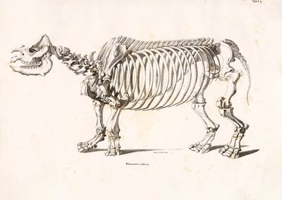 Intian sarvikuonon luuranko tekijältä Conrad Kull