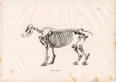 Alankojoen tapiirin luuranko tekijältä Conrad Kull