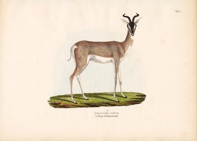 Soemmerringin gaselli tekijältä Conrad Kull