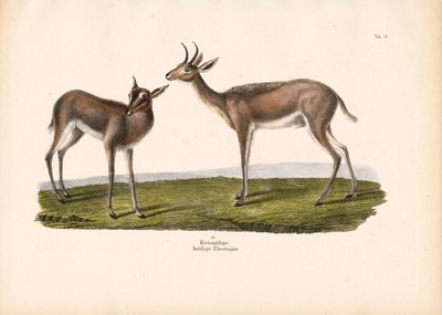 Rokohorsma tekijältä Conrad Kull