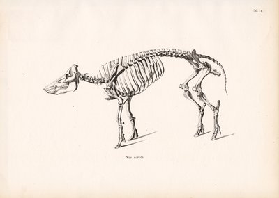 Villisian luuranko tekijältä Conrad Kull