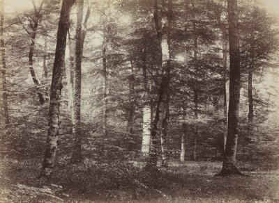 Nimetön Fontainbleaun metsä, n. 1874. tekijältä Constant Alexandre Famin