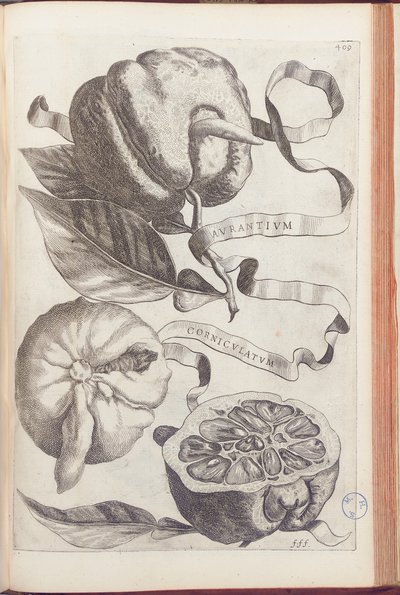 Sarvipehmustettu appelsiini, levy 409 Giovanni Battista Ferrarin teoksesta "Hesperides or de Malorum Aureorum Cultura et Usu Libri quatuor", 1646 tekijältä Cornelis Bloemaert