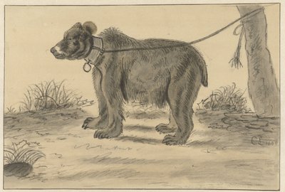 Puuhun sidottu karhu tekijältä Cornelis Saftleven