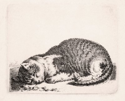 Nukkuva kissa, n. 1607-1681 tekijältä Cornelis Saftleven
