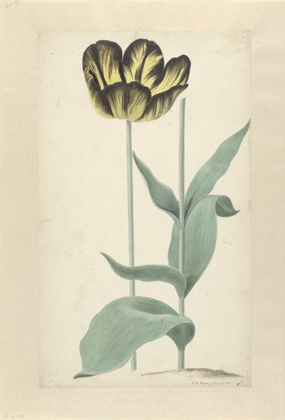 De tulp Bizard Catafalque Bizard Catafalque (otsikko esineessä) tekijältä Cornelis van Noorde