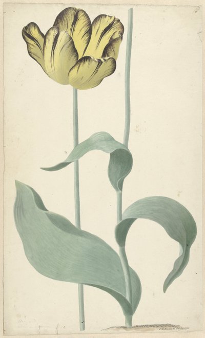 Kirjailija: tulp Bizard Louis d