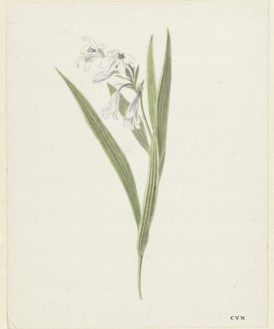 Fresia tekijältä Cornelis van Noorde