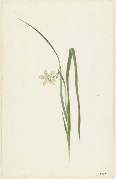 Iiris tekijältä Cornelis van Noorde