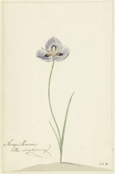 Iiris tekijältä Cornelis van Noorde