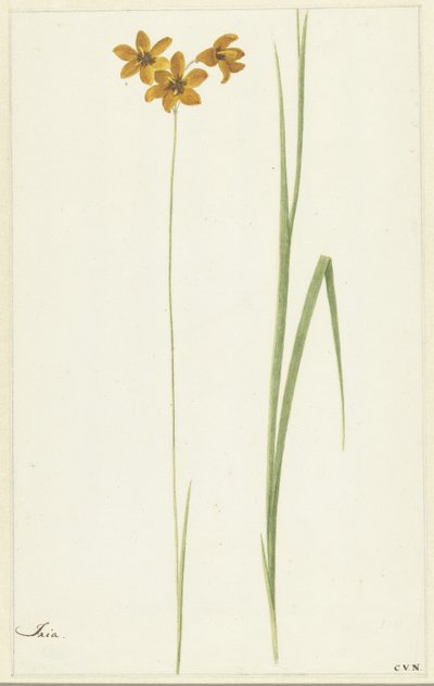 Ixia tekijältä Cornelis van Noorde