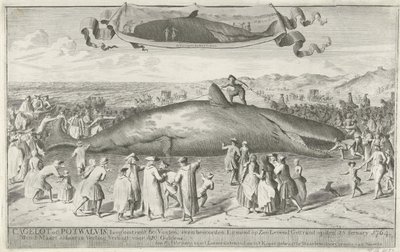 Kaskelovalas, joka on jumissa Egmond aan Zeessa, 1764 Cagelot tai Potwhale, noin 60 jalkaa pitkä, hieman pohjoiseen Egmond op Zee Alivesta Stranded 15. helmikuuta 1764. Myytiin siellä huutokaupassa 1. maaliskuuta hintaan 810 Guldenia (otsikko esineessä) tekijältä Cornelis van Noorde