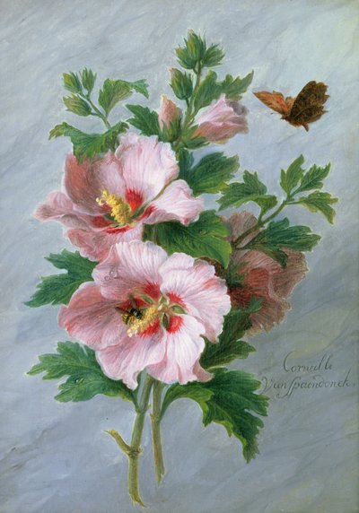 Hibiscus marmorireunusta vasten tekijältä Cornelis van Spaendonck