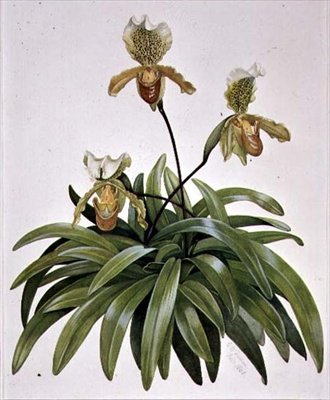 PD.412-1973 Lady Slipper Orchid Nepalista (Paphiopedilum insigne) tekijältä Cornelius B. Durham