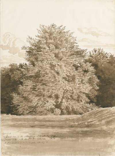 Wrottesley Hall - The Shrubbery: seepiapiirros, 1820 tekijältä Cornelius Varley