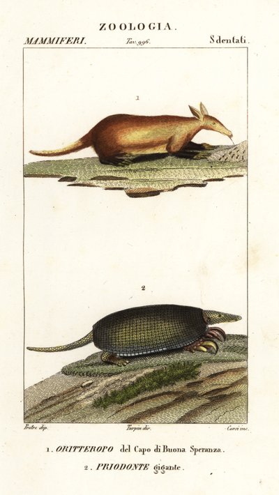 Aardvark ja jättiläinen armadillo tekijältä Corsi Corsi