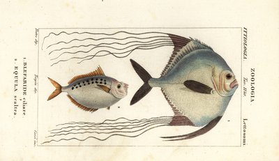 Afrikkalainen pompano, Alectis ciliaris, Blepharis ciliaris, Blefaride ciliare 1 ja ponikala, Poulain ruse, Leiognathus equulus 2 tekijältä Corsi Corsi