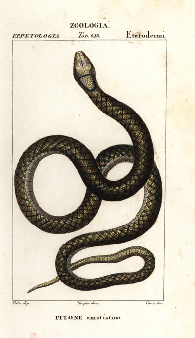 Amethystine python, Simalia amethistina tekijältä Corsi Corsi