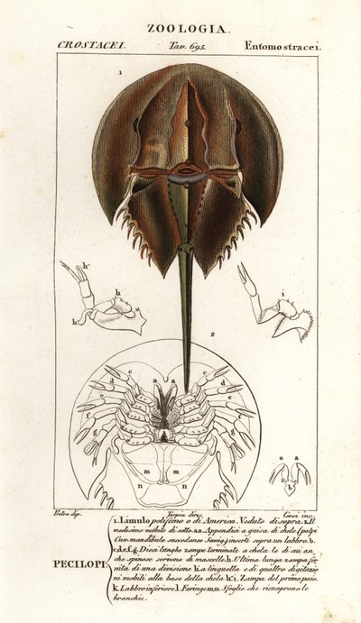 Cranc ferradura de l