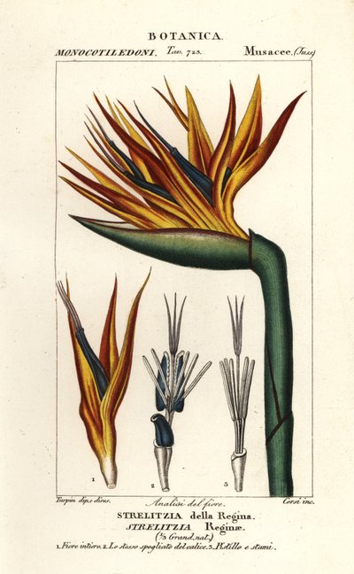 Paratiisin linnun kukka, Strelitzia reginae tekijältä Corsi Corsi